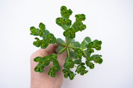 plantsの写真素材