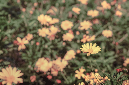 Chrysanthemum,