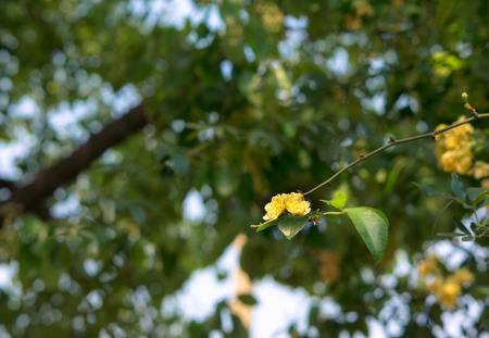 Flower bloomingの写真素材
