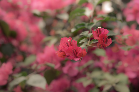 Red flowersの写真素材