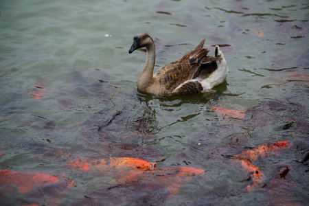Duck and fish at pondの写真素材