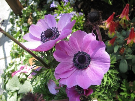 Purple flowersの写真素材