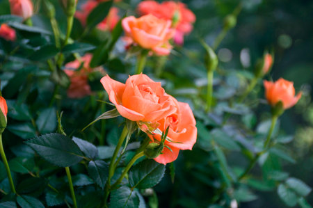 Orange rosesの写真素材