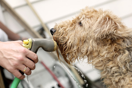 airedale terrier dog drinking water during summer heatの写真素材