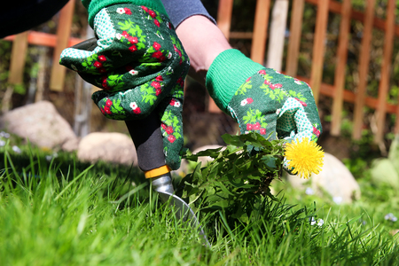 A man pulling dandelion / weeds out from the grass loanの写真素材