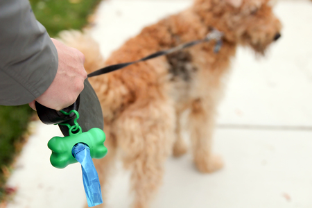 Man  Picking up / cleaning up dog droppingsの写真素材