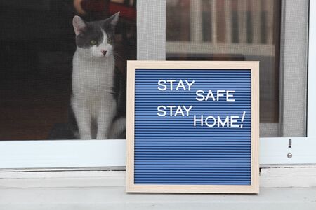 Stay home quarantine coronavirus pandemic prevention. Beautiful cat stays near the open window