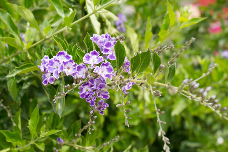 a close shot of flower backgroundの写真素材