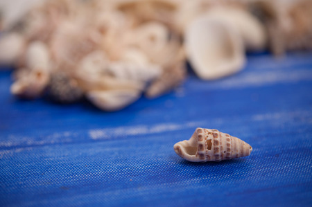 Close up to a broken seashellの写真素材