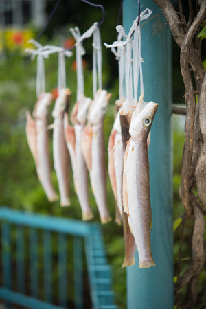 salty fishesの写真素材