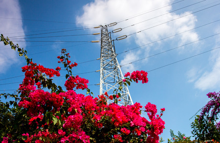 Bougainvilleaの写真素材