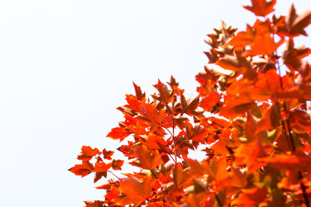 North American Maple at Changshaの写真素材