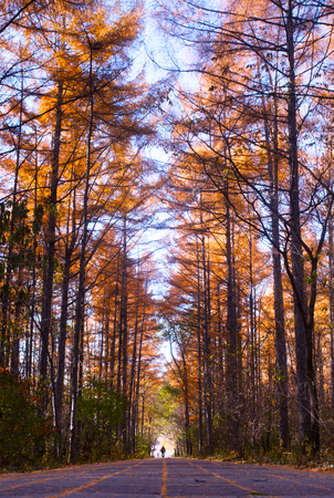 perspective trees view in parkの写真素材