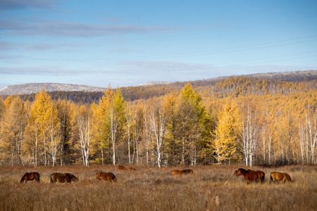 autumn view with treesの写真素材