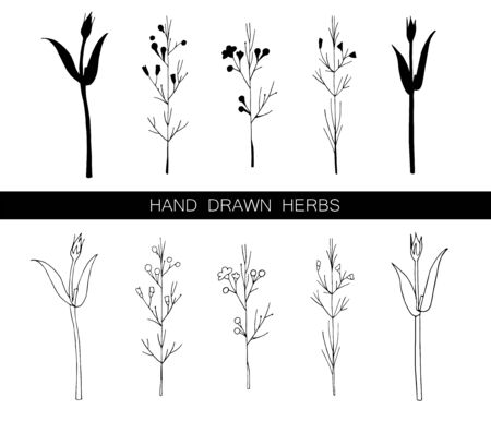 Set of vector hand drawn herbs isolated on white. Contour and silhouette. Black and white. Decorations for cards, invitations, beauty shop, tea shop, pharmacy, drugs and beauty products advertising.のイラスト素材