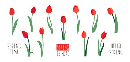 Vector set of red tulip flowers isolated on white background. Early spring garden flowers. Clip art for bright festive greeting card, poster, banner. Handwritten lettering.のイラスト素材