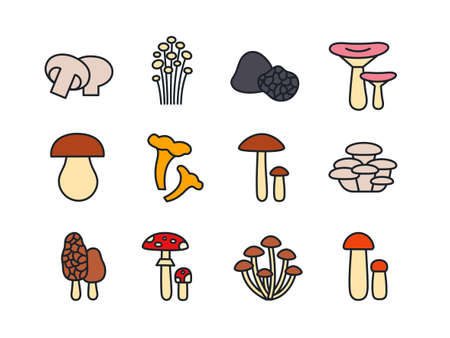 Mushrooms icon set. Vector linear color icons contour shape outline. Modern glyph design. Champignon enoki truffle russula porcini cep chanterelle oyster morel fly agaric honey toadstool birch boleteのイラスト素材