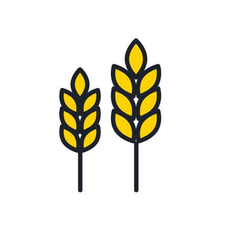Wheat icon. Wheat spikelets isolated line color iconのイラスト素材