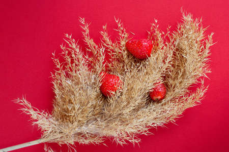 Dry twig of reeds and red strawberries on the red background, isolated.の写真素材