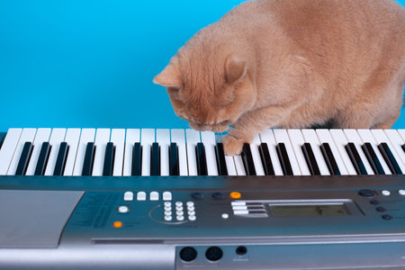 funny portrait of a red Scottish cat playing with its paw on synthesizer keys, isolated on a soft backgroundの写真素材