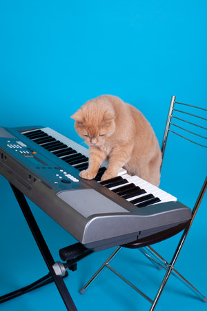 a full-length red-haired British cat presses the keys of an electronic synthesizer while standing on a chair, isolated on a blue backgroundの写真素材
