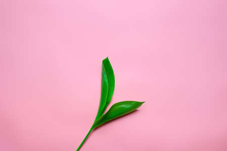 Branch of lillies of the valley leafes in the center of pink isolated background. Top view spring...