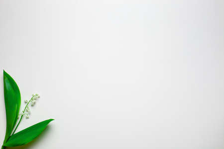 Little bouquet of lilly of the valley in the left corner with empty space. Flat lay with white...