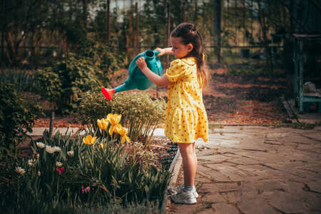a five-year-old girl in a yellow dress waters yellow tulips from a watering can in the garden in the warm sunset sunlight and helps her parents to gardenの写真素材