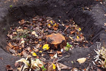 A pit with a stump and fallen autumn leaves in the backyard garden from a sawn garden tree in autumn