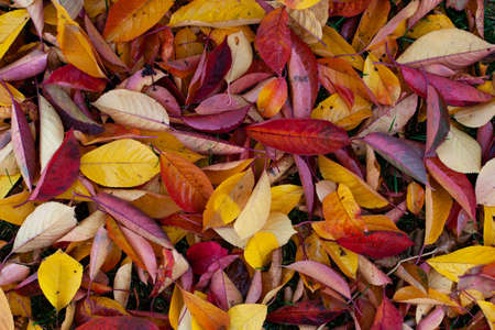 A natural background of bright autumn leaves fallen to the ground, a top view of yellow, red, orange...