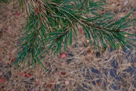 Pine twigs in late autumn. Top view of pine branches with green needles and dry yellow needles lying...