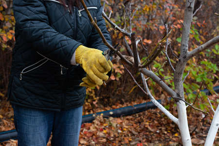Pruning tree on seasonal background. Close-up of gardener in gloves and with pruner pruning branches without walnut leaves on cool autumn morning in orchardの写真素材