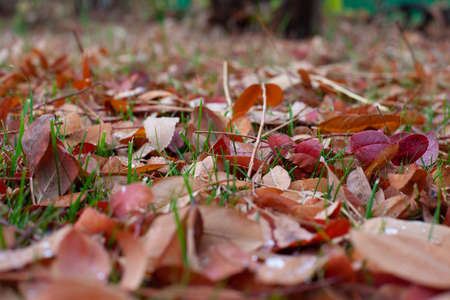 Autumn leaves on grass. Beautiful sunny day in garden with fallen leaves on lawn, selective focus...