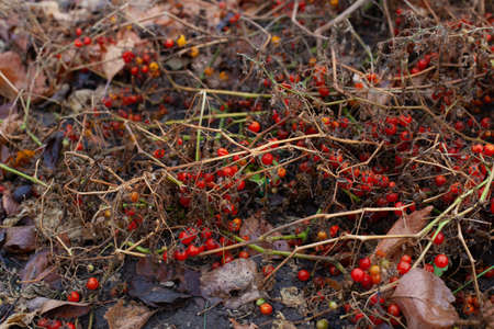 Garden decoration in rainy autumn. Small red tomatos on withered plant in vegetable gardenの写真素材