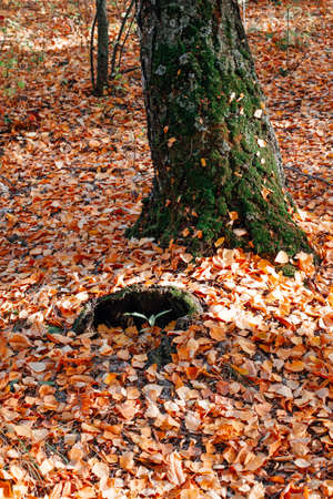 autumn concept. tree trunk covered with green moss among fallen leaves with autumn forest backgroundの写真素材