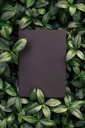 Top view of periwinkle leaf frame and copy space on isolated black background. Green leaves with paper card. Top view and natural concept.の写真素材