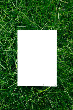 Top view of frame made of green garden grass and copy space on white background. Green leaves with...