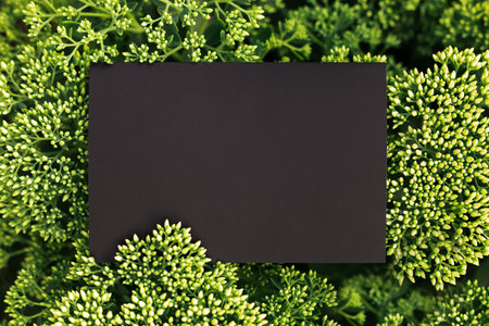 creative layout composition frame made of green bush of sedium flower with black paper card note, flat lay and copy spaceの写真素材