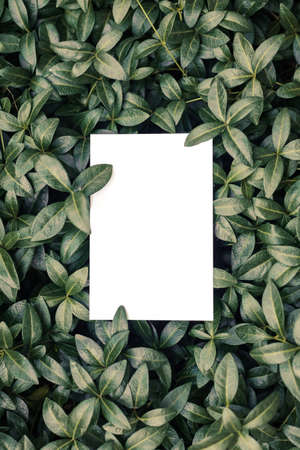Top view of periwinkle leaf frame and copy space on isolated white background. Green leaves with...