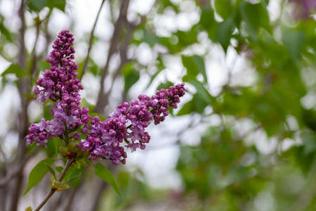 Lilac branches in garden. Bouquet of pink fragrant lilac in summer and spring seasons with copy space, selective focus, Syringa vulgarisの写真素材