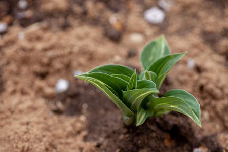 Hostas bush in garden. Young hostas sprouts with small variegated leaves in fertile ground and mulch from bark on sunny spring day, Funkiaの写真素材