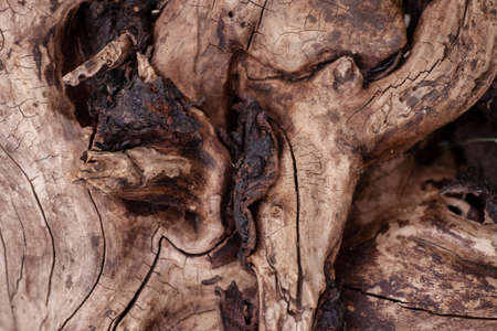 Rotten stump. Old stump up close in low light in forest with wood texture close-up