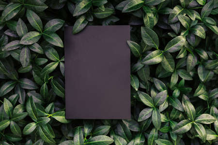 Top view of periwinkle leaf frame and copy space on black background. Green leaves with paper card. Natural concept.の写真素材