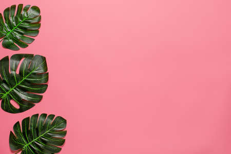 Tropical big green leaves as a border on the left side with pink background. Summer concept. Flat lay, top viewの写真素材