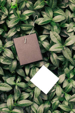 Top view of frame made of periwinkle leaves and tags for clothes of different shapes with copy space. Natural concept.の写真素材