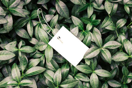 creative layout composition frame made of green periwinkle leaves with beautiful texture with white card tag or brand for clothes on a string, flat lay and copy spaceの写真素材