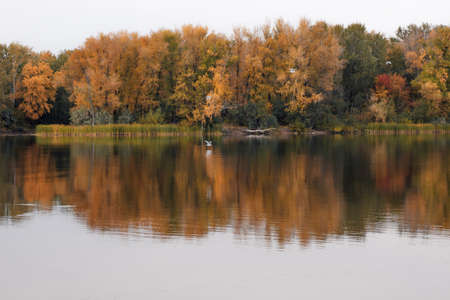 Reflection of trees in clear water. Bright foliage and autumn forest on bank of quiet river somewhere in Europe against white skyの写真素材