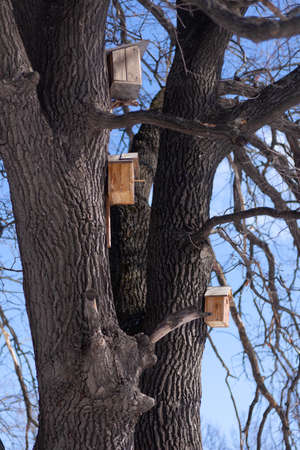 Three birdhouses on tree. Small wooden houses for birds hang high on tree in forest in winter
