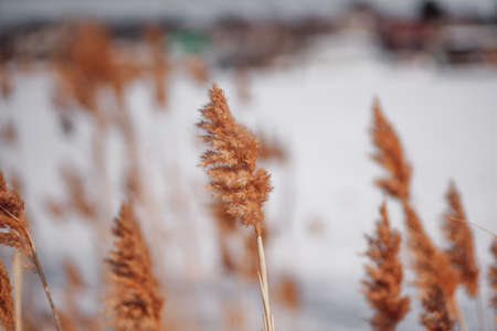 Winter landscape. Natural background of dry reeds on background of frozen lake covered with white snowの写真素材