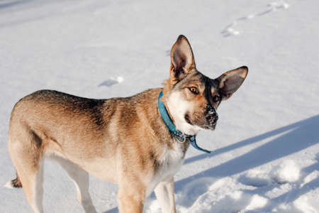 Portrait of dog on snow background. Adult big dog stands on snowy road and looks at owner, warm...